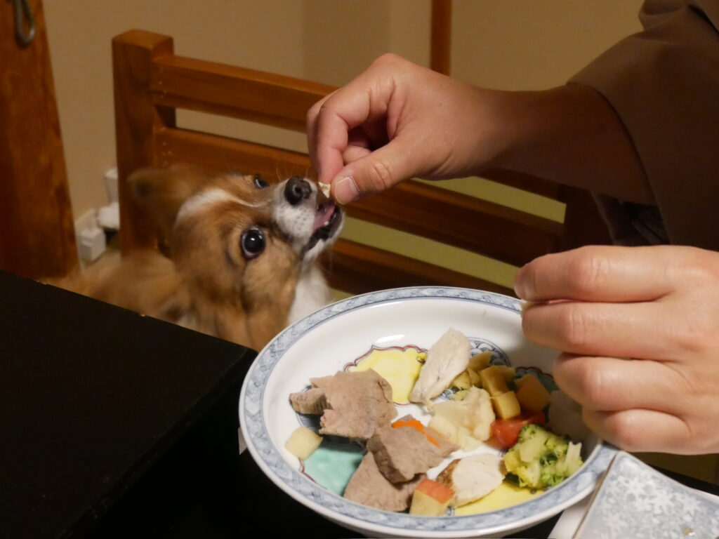 愛犬用メニューを頬張るふわり