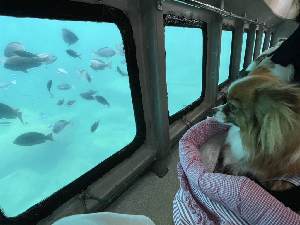 海底探索ボートに乗るふわり