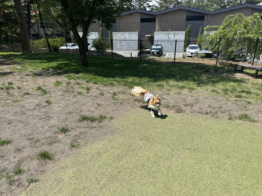ドッグランで走るふわり