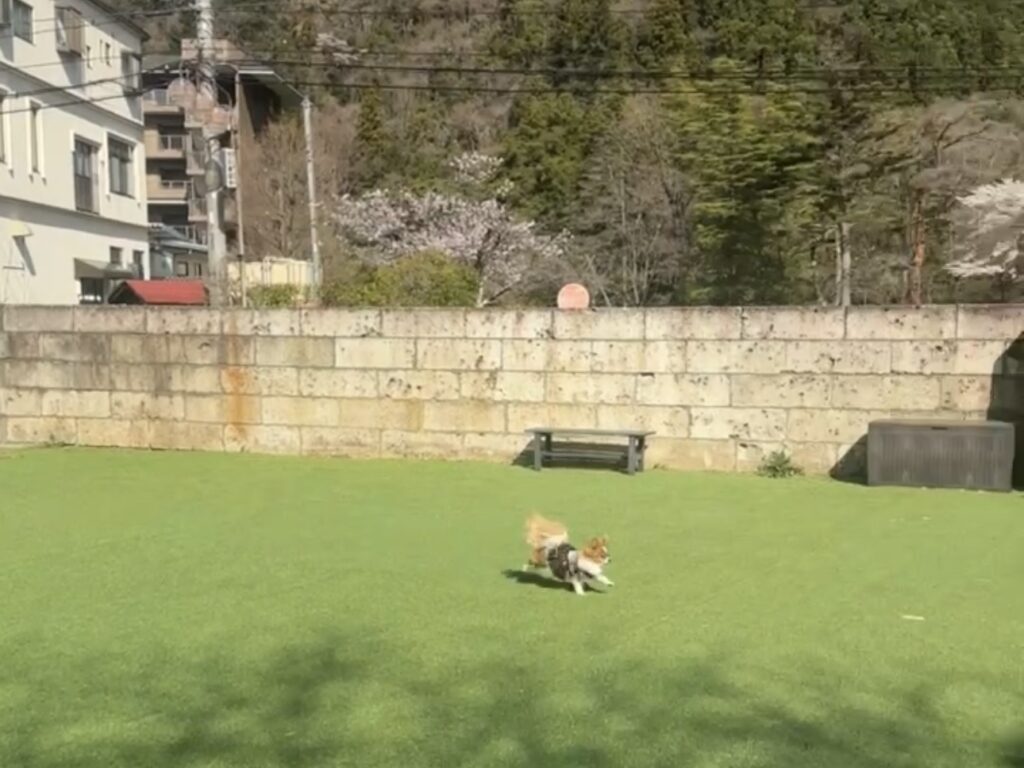 屋外ドッグラン